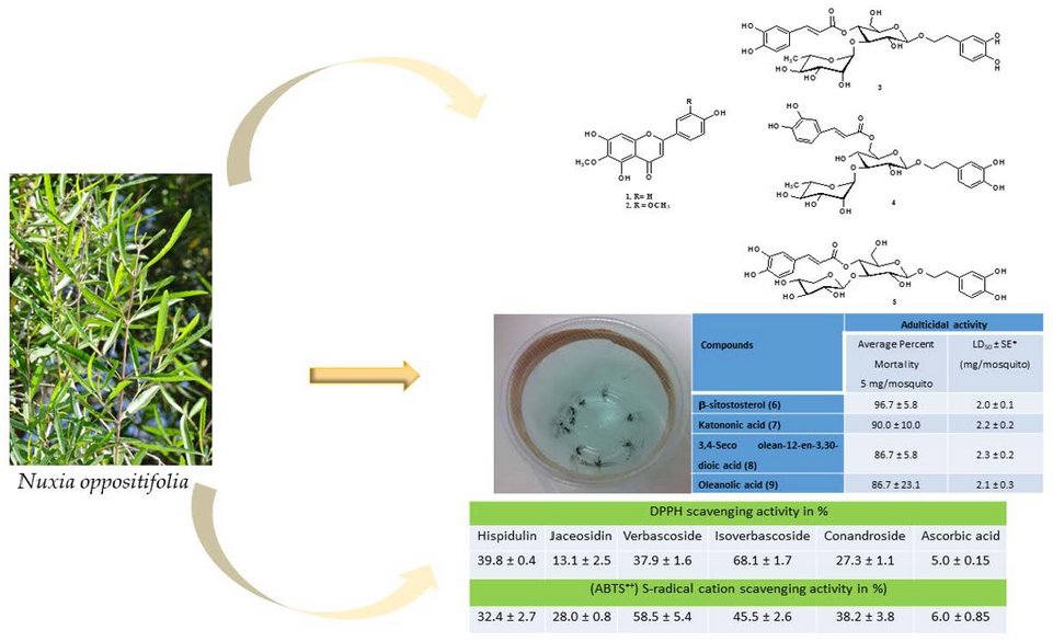 Molecules_MDPI's tweet photo. #RecommendedPaper
#Insecticidal Activity and Free Radical #Scavenging Properties of Isolated #Phytoconstituents from the Saudi Plant Nuxia oppositifolia (Hochst.)
By: Shaza M. Al-Massarani, et al.
👉https://t.co/BEY1iIMw0g
📌#flavonoids #triterpenes #biopesticides #DPPH #ABTS https://t.co/8E6segcFpP