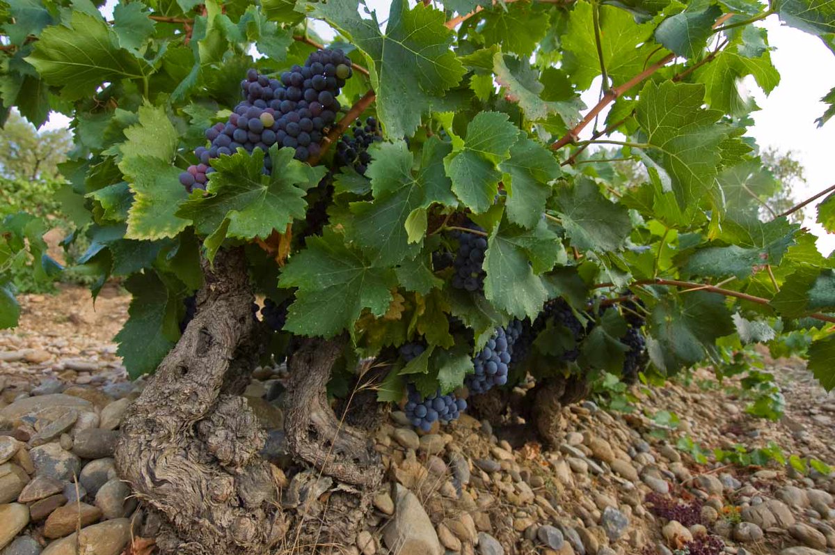 SpainFoodWineUK's tweet photo. Spanish #winemaking #innovation at the 2022 Wines from Spain Awards is going strong 💪  #garnacha 🍇 impresses with entries in sparkling, dry whites, rosados, reds, and fortified wine categories 
#Spanishwineawards https://t.co/R4PwC39nre