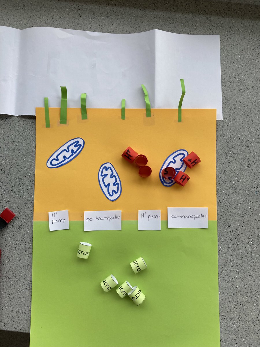 ELABiology's tweet photo. Year 12 were modelling the process of translocation in plants today. Having the model in place allowed students to ask questions to check their understanding and to visualise a very tricky concept. https://t.co/BYxRXabUCI