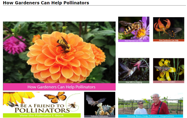 USDA_NRCS's tweet photo. 7 tips to bring pollinators to your garden or farm. https://t.co/aWJzK2MdAa https://t.co/oPZSDodCf4