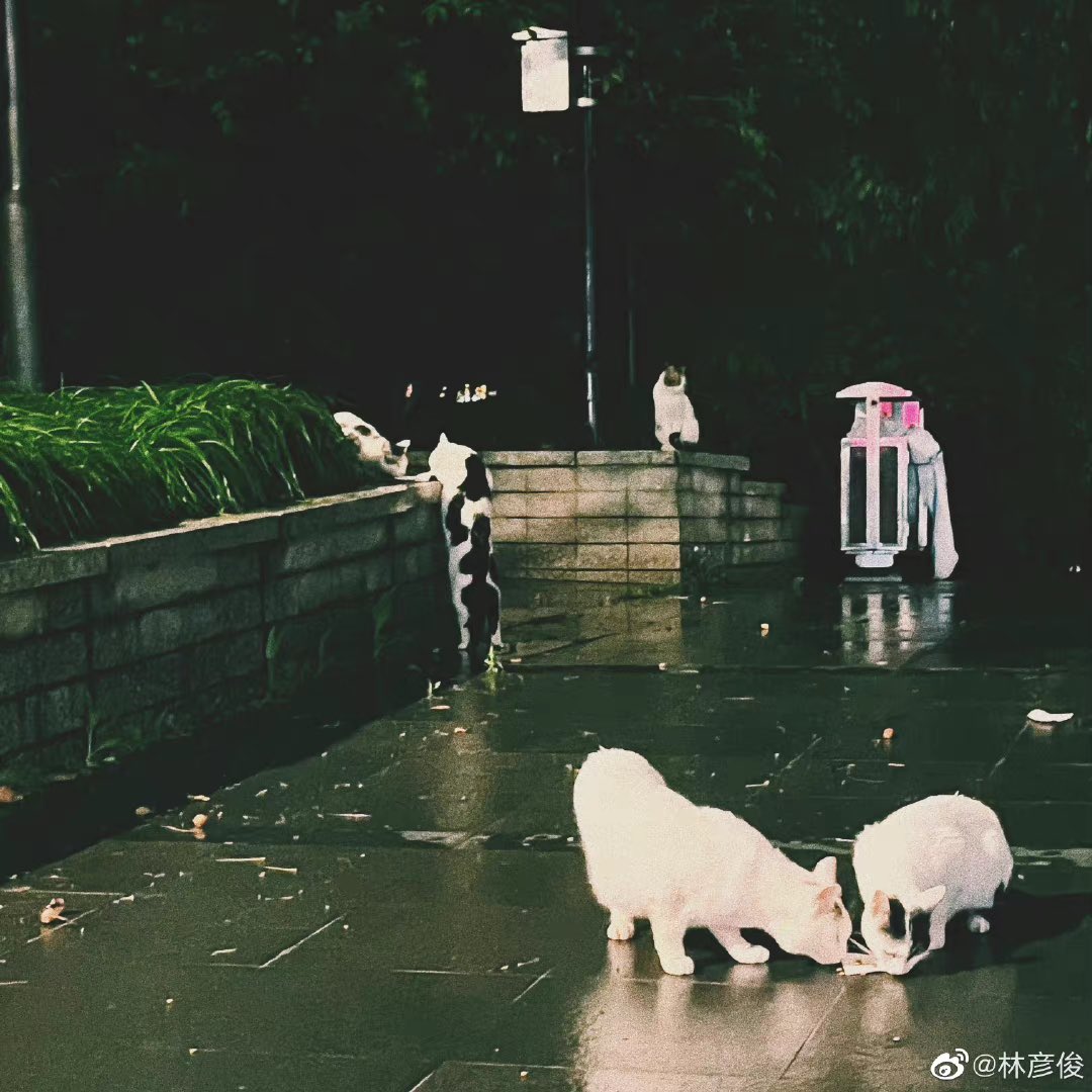 shinefor_yanjun's tweet photo. [‼️] 220426 林彦俊 weibo update 

Now play^ In My Blood- Shawn Mendes

▶️ https://t.co/ZvoituXxEy

#LinYanjun #EvanLin #林彦俊 https://t.co/S78Q0DraMK