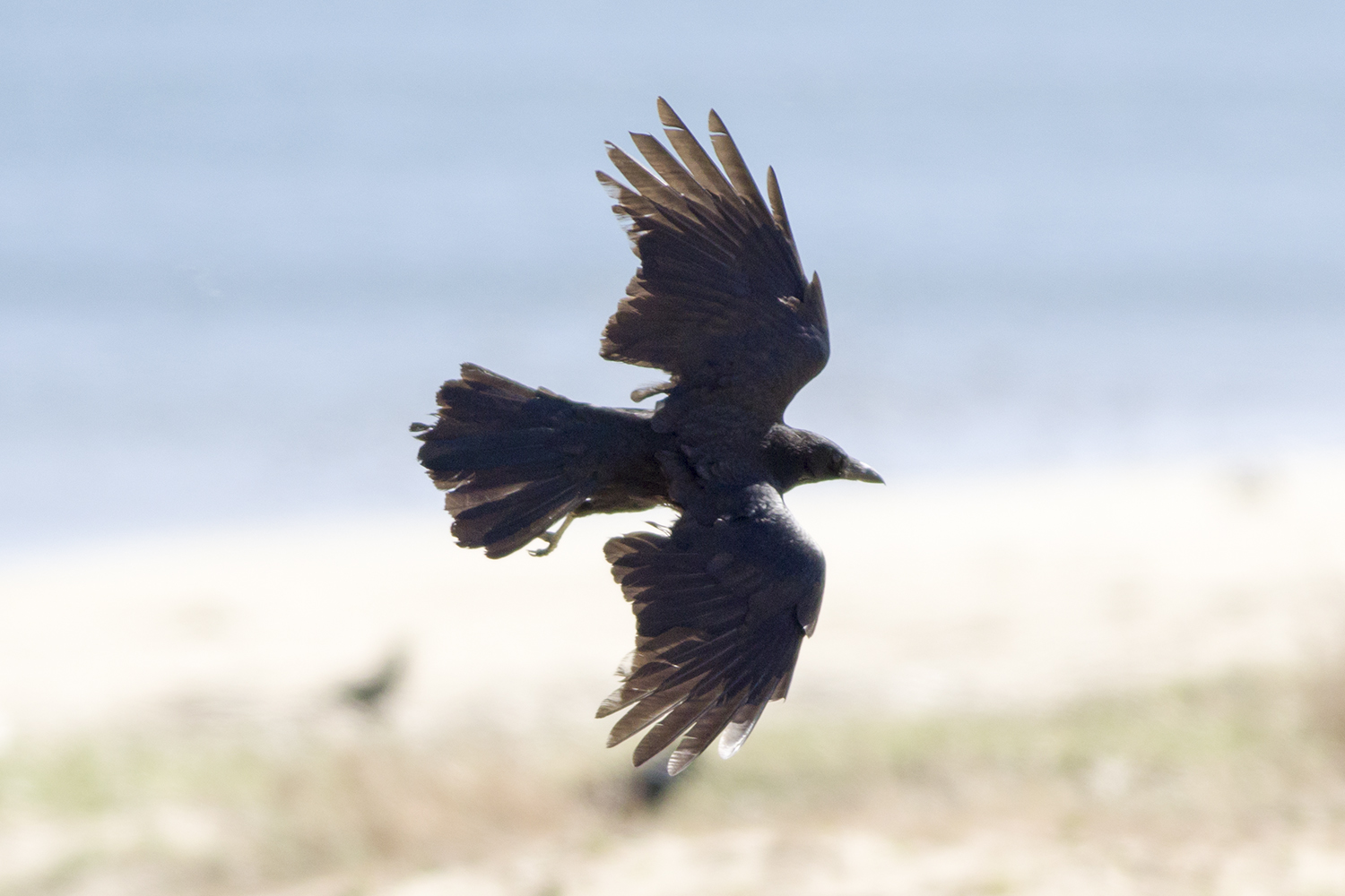 宮本 桂 損耗した羽で飛ぶカラスたち T Co 160psbydeg Twitter