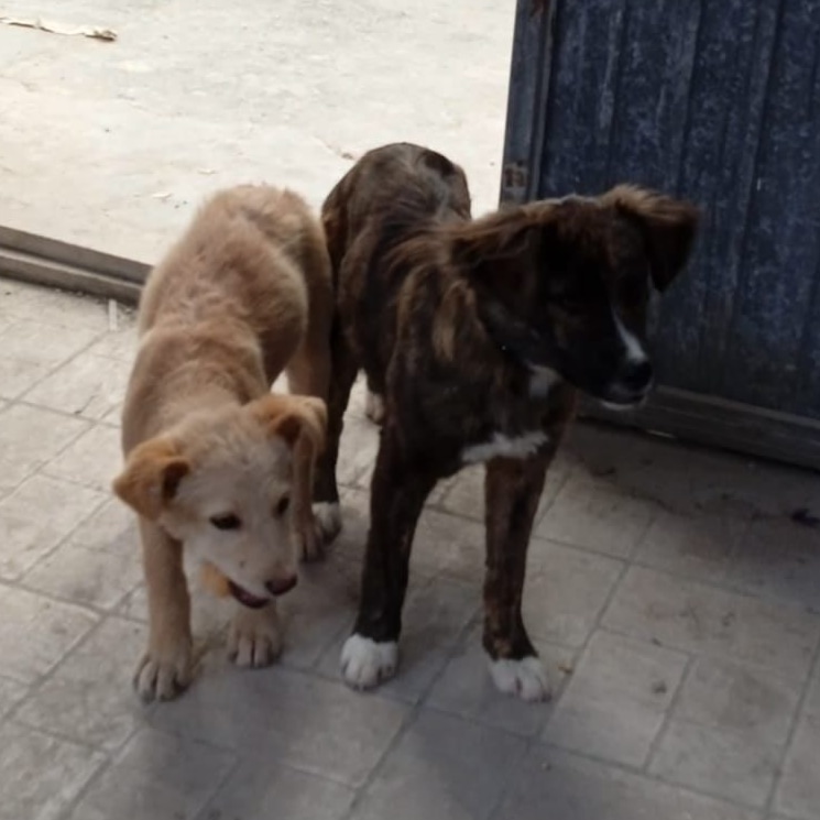 AYÚDALES!!

Estos perros necesitan una casa. Han aparecido atados por el cuello en una nave industrial en Calasparra 
Son cachorretes muy cariñosos.
Puedes ayudarles??