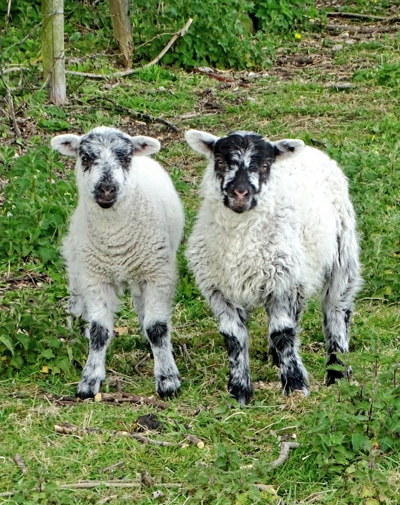 So many lovely lambs around at the moment #lambs #lambing #lambingseason #springlambs #babysheep #wolds #yorkshirewolds #eastriding #eastridingofyorkshire #lovewhereyoulive #spring #april