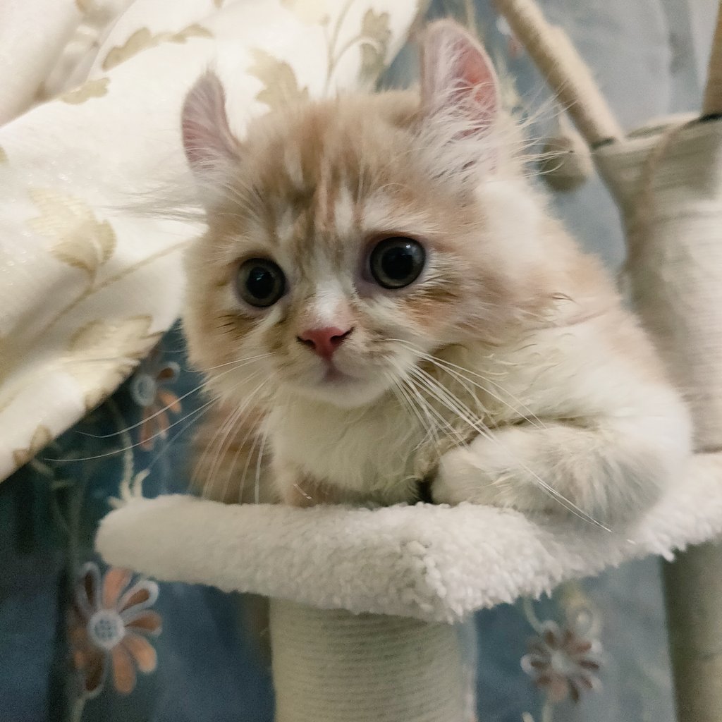EvaKalysta's tweet photo. Lily♥️ https://t.co/jaCVONHQK0