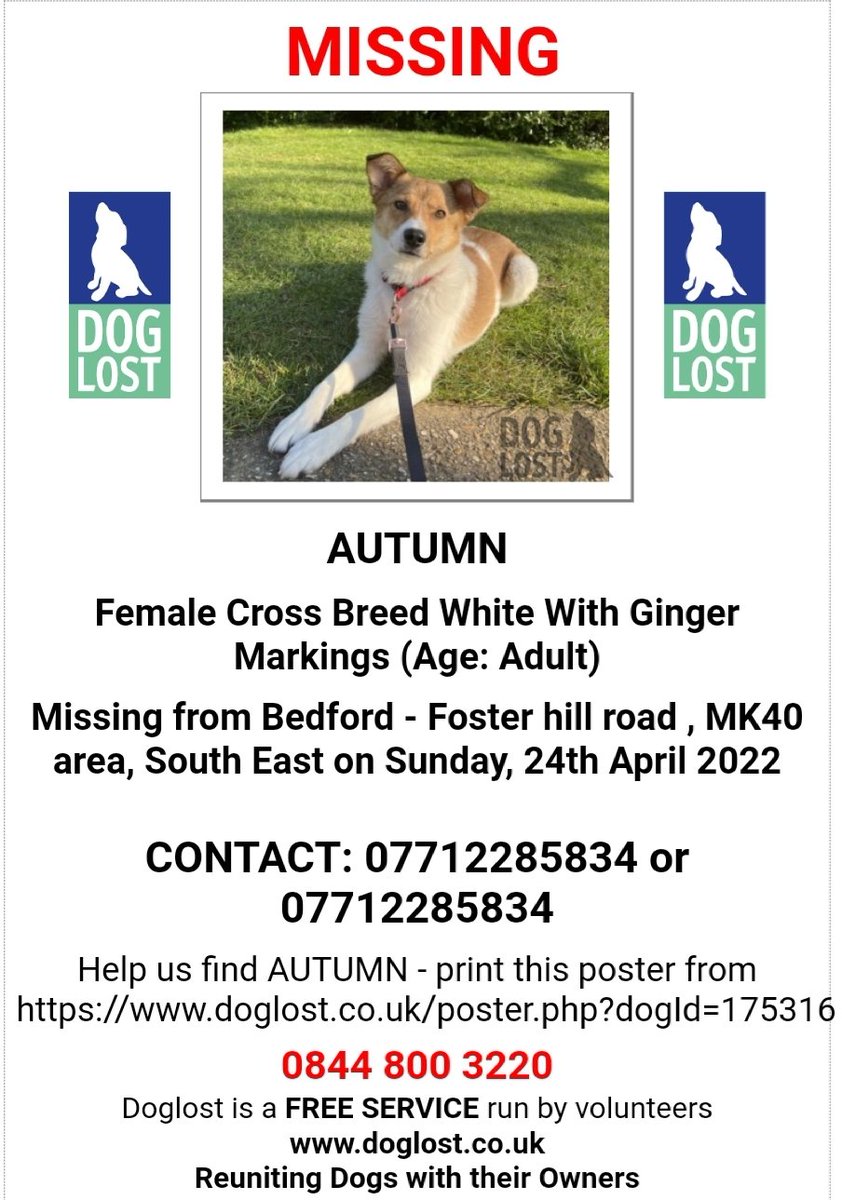 MissingPetsGB's tweet photo. ๐ AUTUMN is #missing ๐
Lost from Foster Hill Road #Bedford #MK40 on Sunday 24th April 2022. Autumn is wearing a red collar and is chipped & spayed.
She has a black patch on tail & a small scar on her nose. Please contact if you think you've seen her ๐
https://t.co/OQ2njskE8r https://t.co/lfTmX80OHG