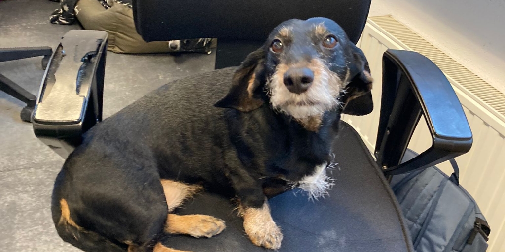 BestFixBV's tweet photo. Ken jij onze lieve bedrijfhondjes al? Ontmoet Floortje (13), Marley (10) en Mia (1)!🐾🐾🐾

#hondopwerk #teamleden #harigecollega #bedrijfshond https://t.co/cw11PR4UBu
