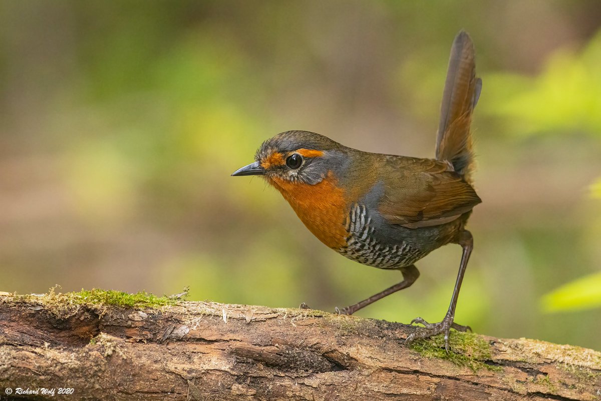 richawolf's tweet photo. Chucao (Scelorchilus rubecola)  2020 #Ancud #Chiloe #Caulin #CHILE #naturaleza #vida #florayfauna #belleza #fauna #R5 #birds #birdwatching #birding #wildlife #naturephotography #nature #naturalezasur #avesdechile #canon #faunadechile #FaunaChilena #wildchile #aves #Safari https://t.co/qes1zbhYrk