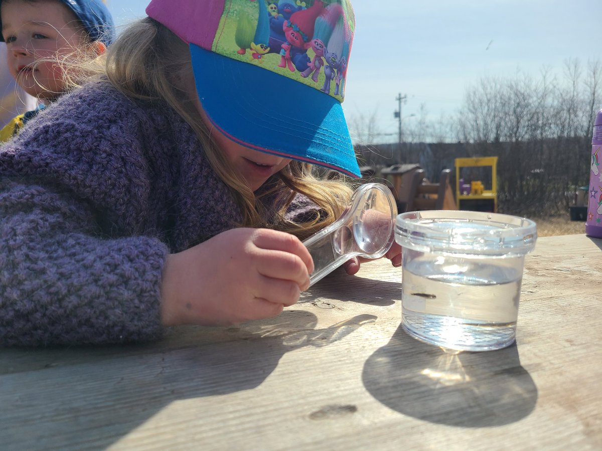 Several weeks ago the 3/4 class brought trout eggs for us to observe and shared some of the things they had learned. Today they visited us again and the trout had hatched!  We were so excited to see the change. <a href="/Oldfield_Osprey/">Oldfield Elementary</a> <a href="/MsCourteny/">Ms. Courteny</a> #nspreprimary #science <a href="/HRCE_NS/">Halifax Regional Centre for Education</a>