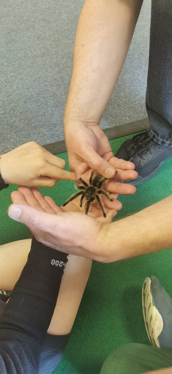 dragonfliesHTPS's tweet photo. Minibeasts galore this afternoon! We hope none have escaped in the classroom! 🦗🕷️🐛 @WillowsCE @meerkatsclass1 https://t.co/sgkpBehyrz