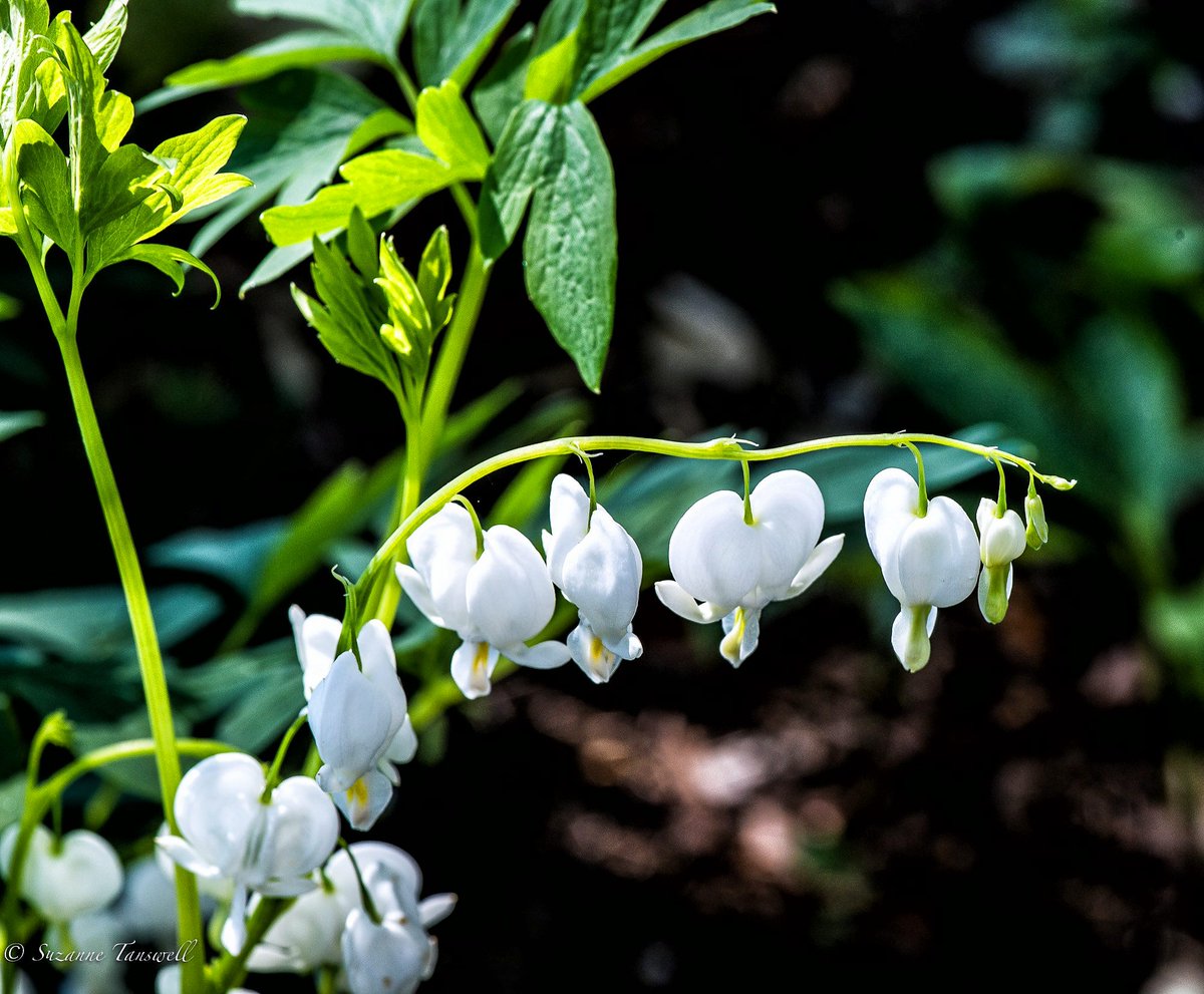 wassila's tweet photo. Falling Light on Lampeocapnos Spectabilis 'alba’ aka « bleeding hearts»
#bleedingheartflower #lamprocapnos #spectabilis #alba #white #spring #flowers #gardeninspiration #gardenflowers #bbcgardenersworld #macro #photo #photography #macrophoto #photooftheday https://t.co/G8bp8rrHO4