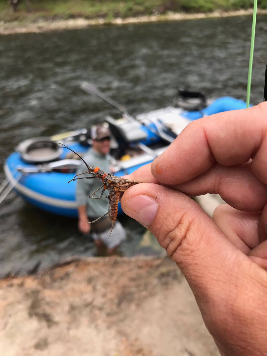 Bitterrootcabin's tweet image. #Skwalla hatch on the #Bitterroot River! Book your cabin and fishing guide today!