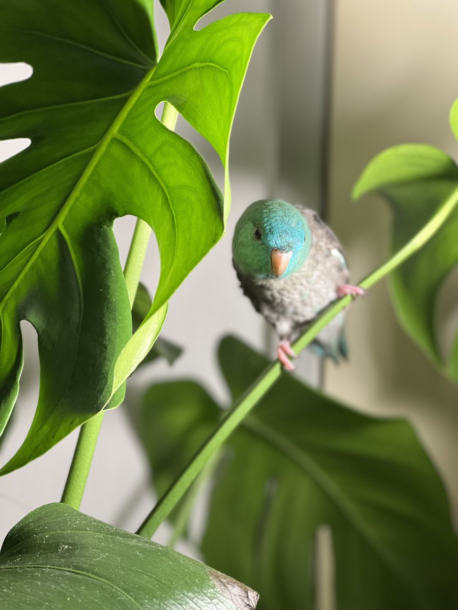 야생의 앵무느낌으로다가