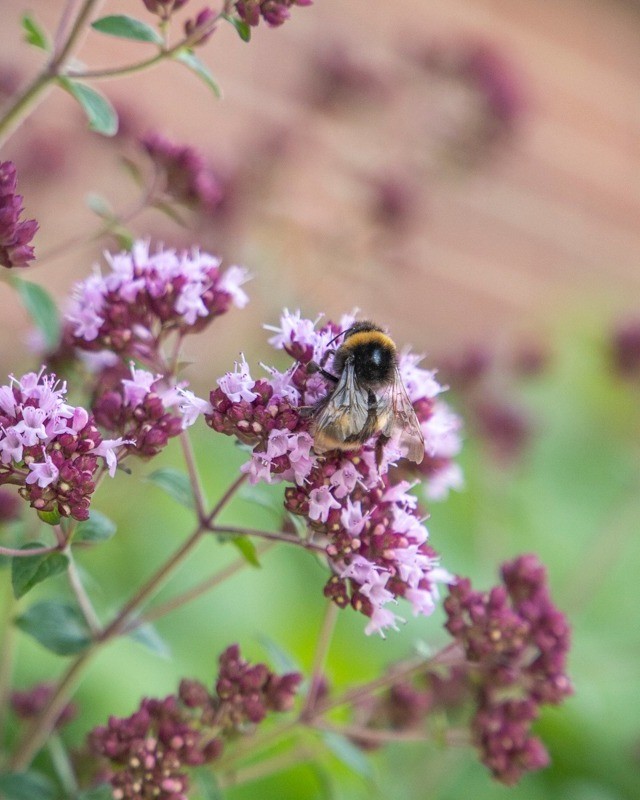 PaigntonZoo's tweet photo. Our Spring into Nature competition closes tomorrow! 😲
WIN a family ticket to Paignton Zoo PLUS a seed bundle from Suttons. 🌻
To enter, answer 1 simple question on our website >> https://t.co/vII5vYEerv
*The winner will be contacted by email.*
#SpringintoNature #competition https://t.co/HZfV5X0EC7