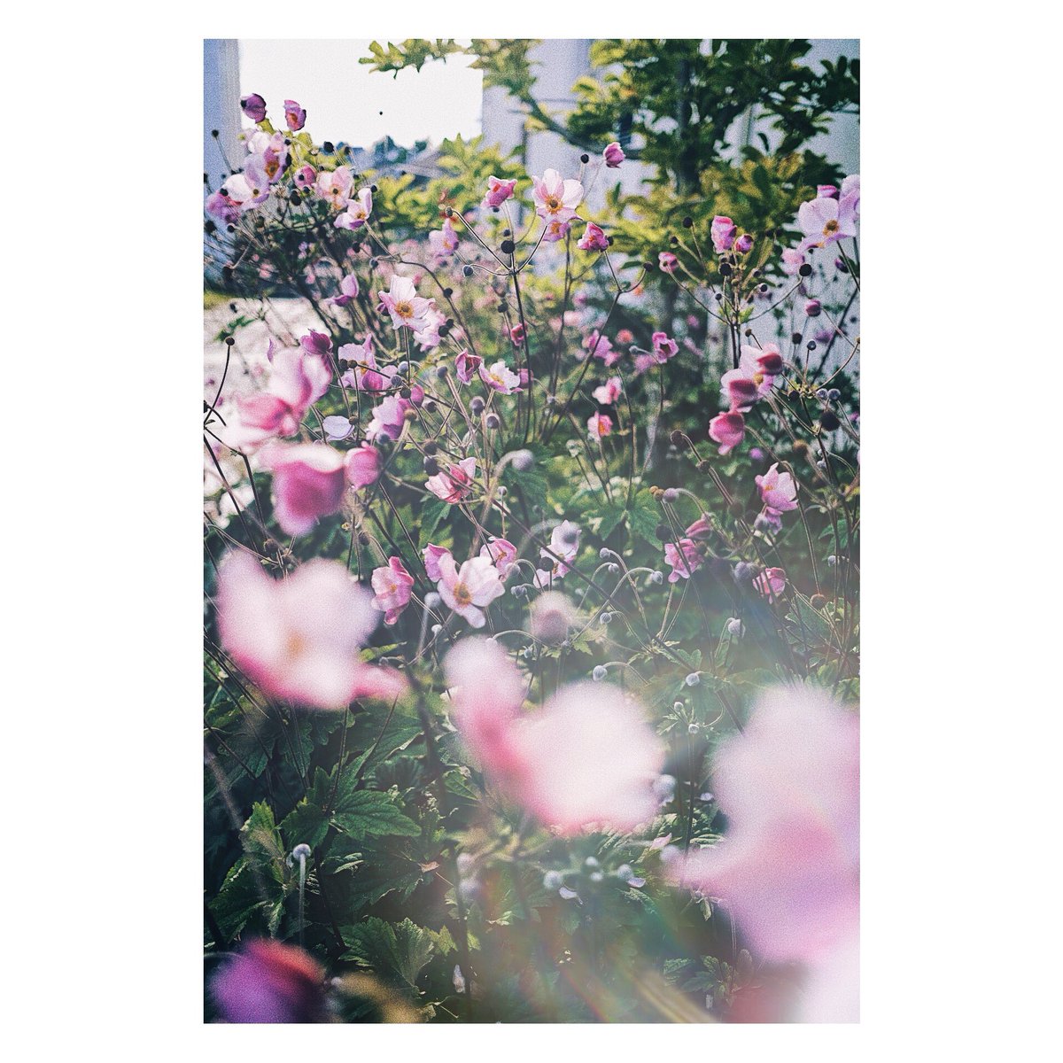 Simply perfect melodies 

#nft #nature #flower #blossom