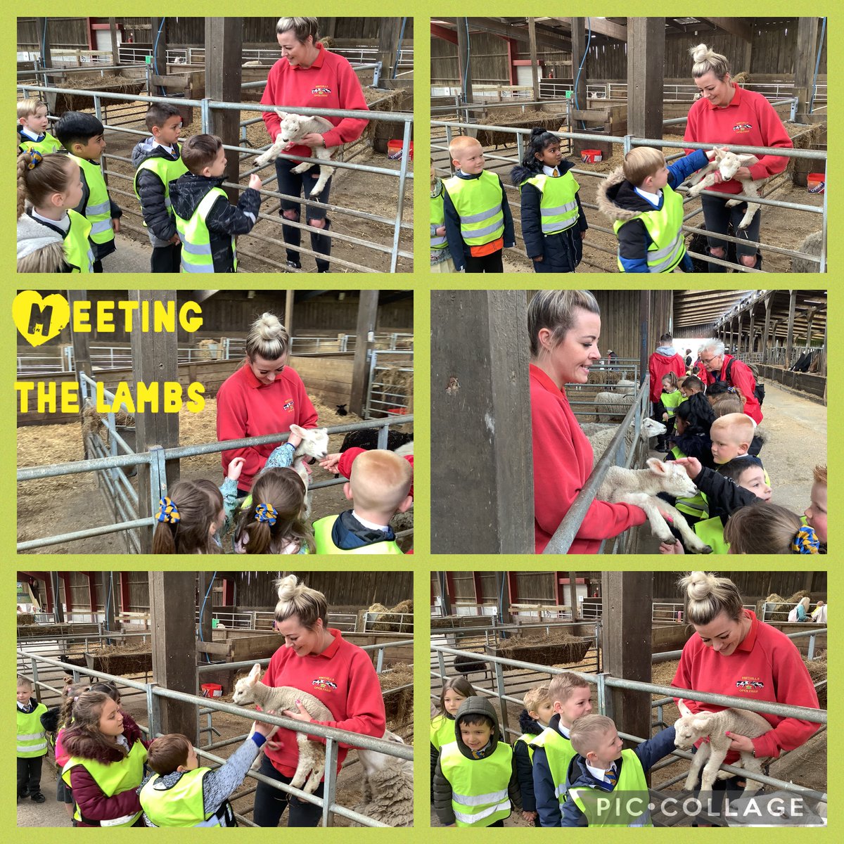 FairfieldPrim's tweet photo. Fun at the Farm….Part 3…#parrots #funatthefarm https://t.co/lX2mtqi6od