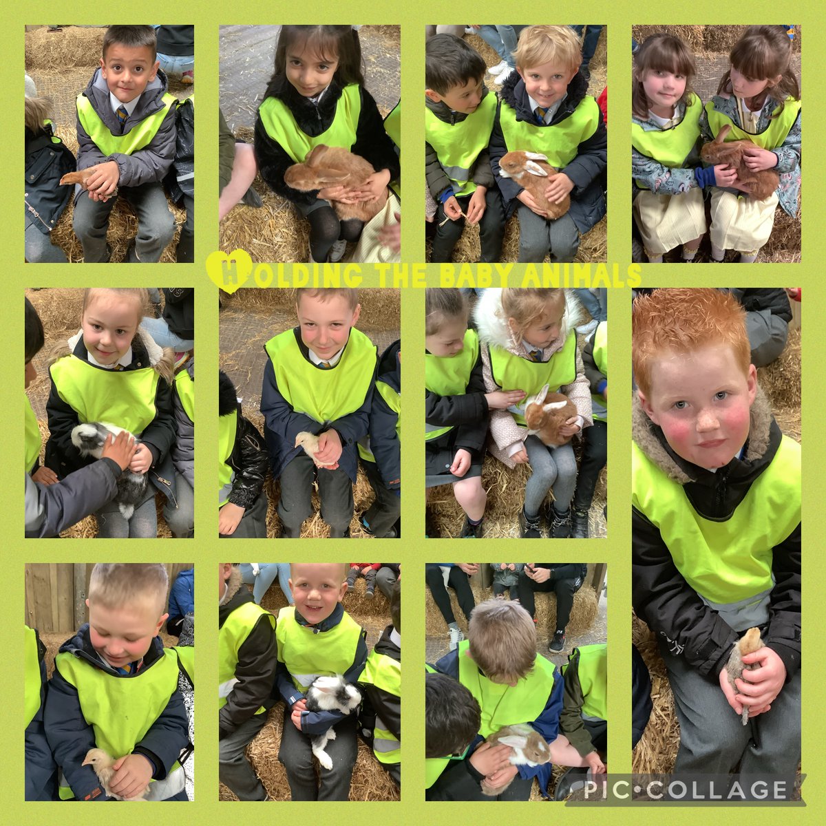 FairfieldPrim's tweet photo. Fun at the Farm….Part 3…#parrots #funatthefarm https://t.co/lX2mtqi6od