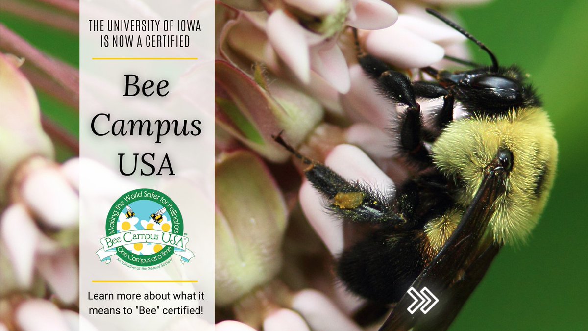 Bzzzzz 🐝 Did you hear? The University of Iowa is now a certified Bee Campus! This means that the university is committed to protecting our native pollinator population. Learn more at sustainability.uiowa.edu/bee-campus-usa