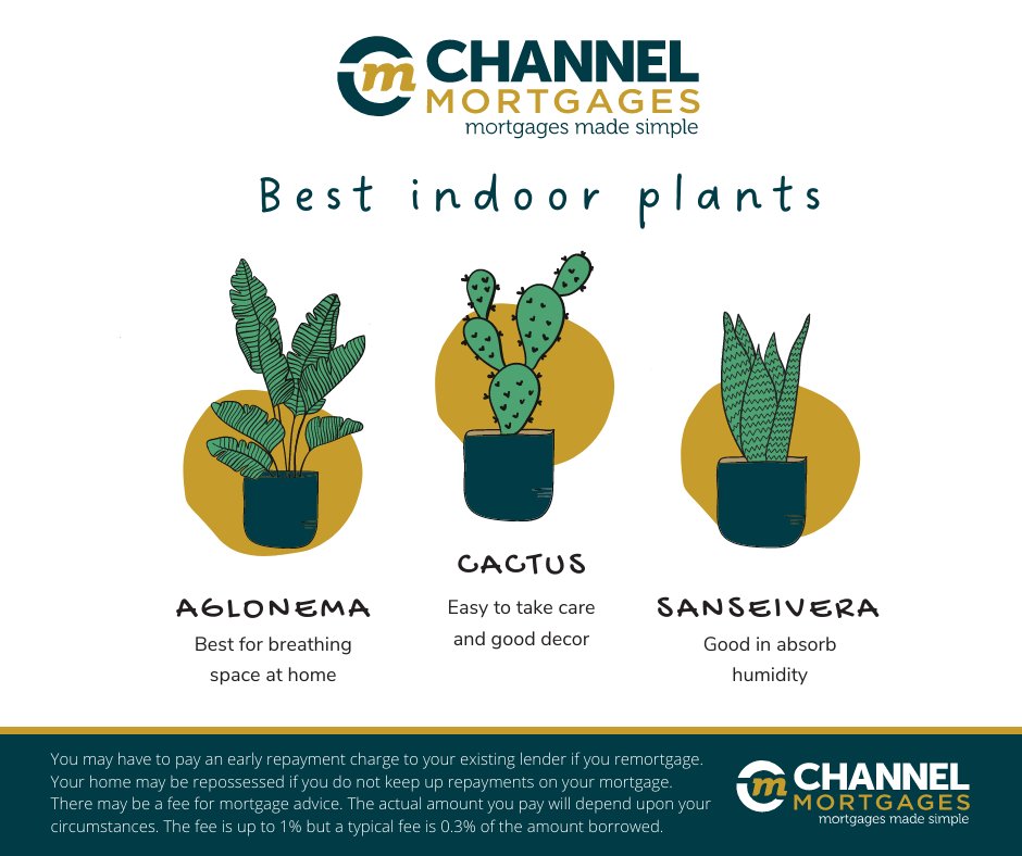 Happy National Gardening Week!

We know that not everyone is lucky enough to have a big garden space but recognise that plants can be an amazing way to add character to any property.

That's why we're sharing our favourite indoor plants and we'd love to hear your recommendations!