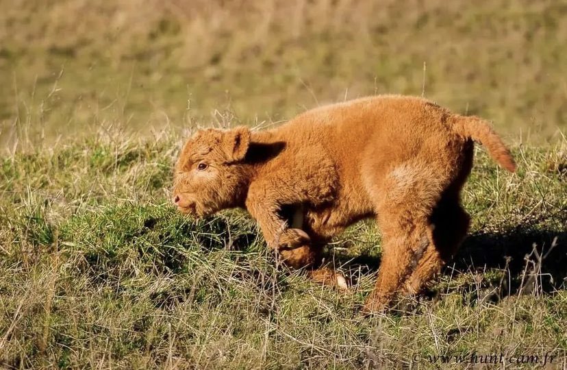 cowsjpg🐄 (@cowsjpg) on Twitter photo 