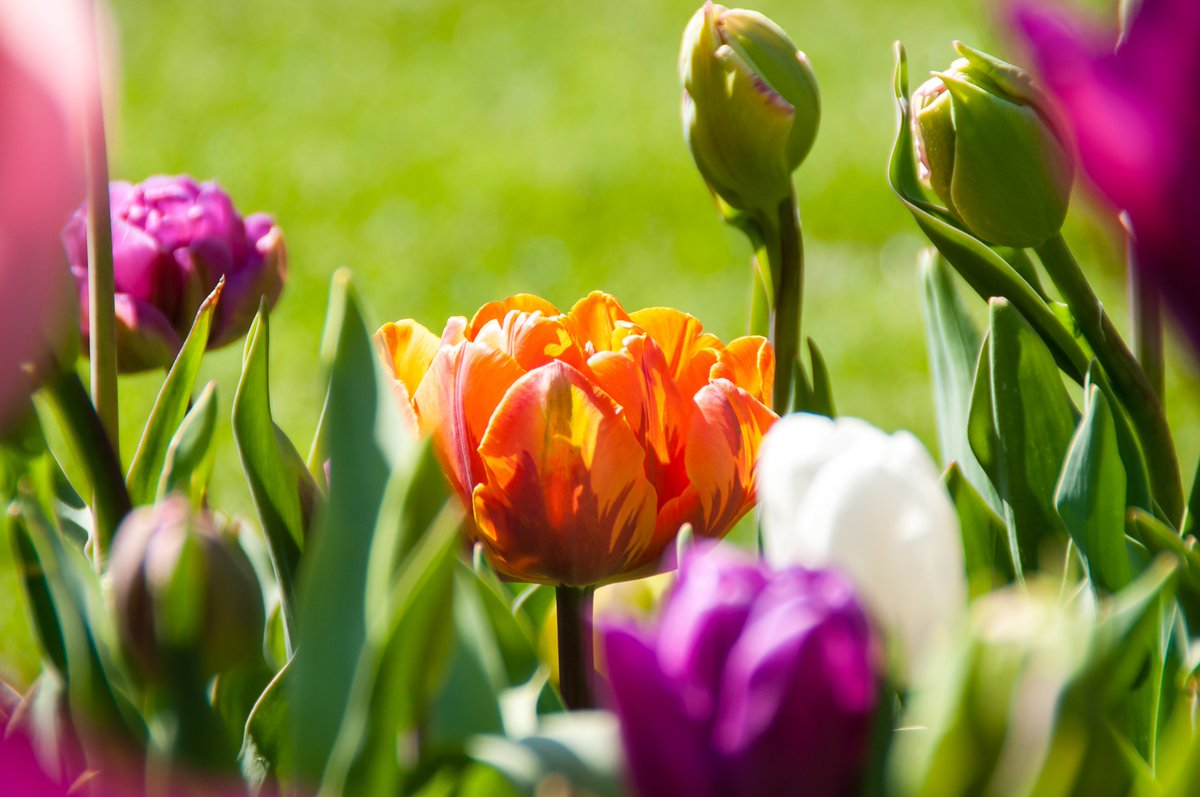 Kasteeltuinen Arcen is open op Koningsdag 🧡 Kom nu nog genieten van de kleurrijke tulpen! #koningsdag #tulpen #voorjaar