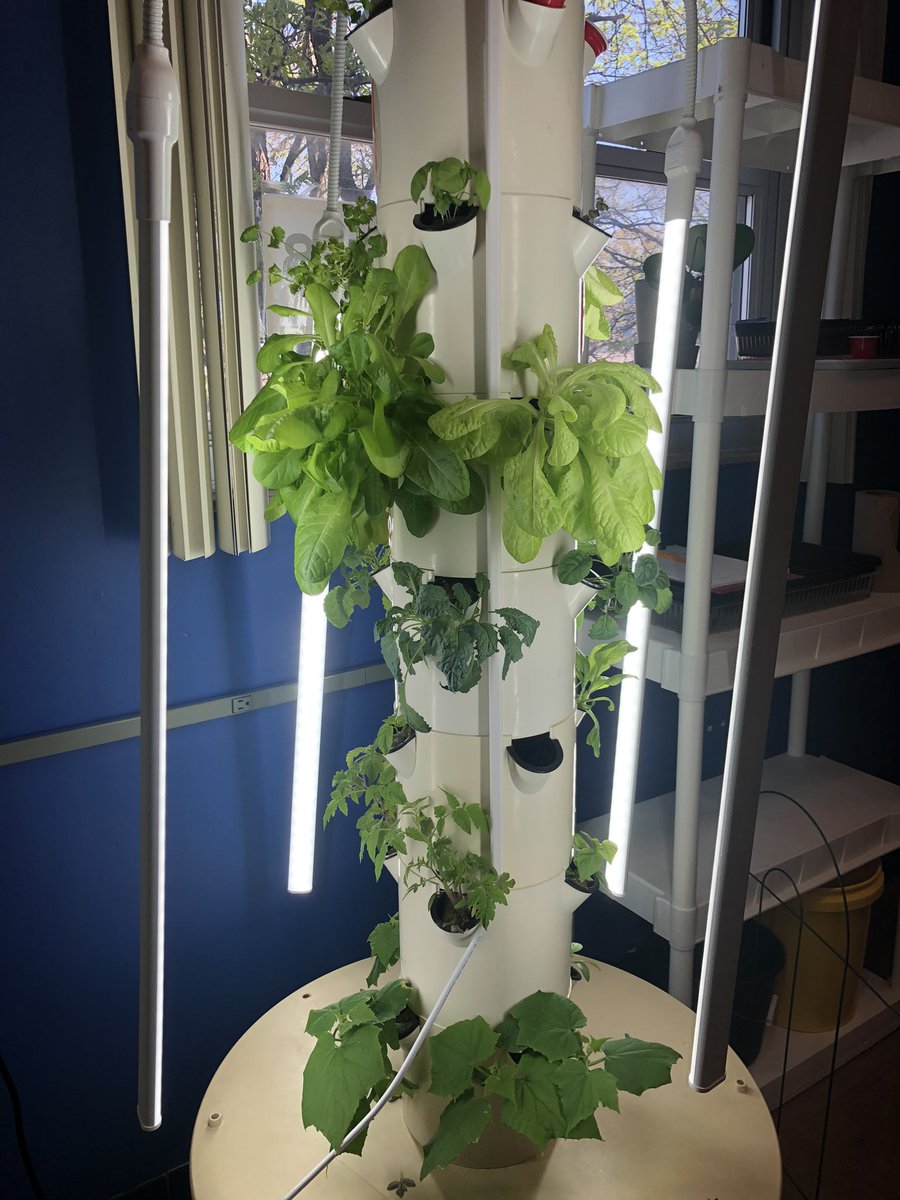 Visiting CTE classes <a href="/McCluer_Comets/">McCluer High School</a> this morning. <a href="/FCSMaverick/">FCS Teacher</a> has students growing herbs and veggies via hydroponics! <a href="/FergFlorSchools/">Ferguson-Florissant</a> <a href="/Cgezee/">Dr. CGezee</a> <a href="/JanaCParker/">Jana Parker</a> <a href="/DrAdrienneBland/">Adrienne Bland</a> #careers #skills #learning #innovation