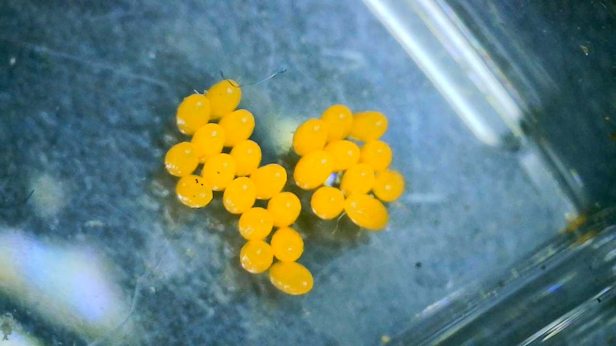 Brinchekscience's tweet photo. Last week when 1st grade was catching #Ladybugs as part of their #CitSci #CitizenScience one of them laid #EGGS in the container! Today was a big surprise when they #hatched! Did you know baby ladybugs look like this? #Larve #LifeCycle #GreenSTEM #insects #microscope #LostLadybug https://t.co/4EqqCAYG19