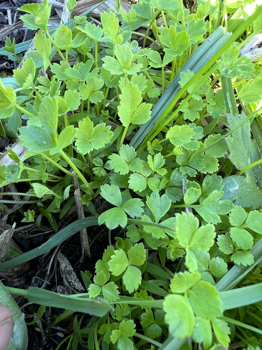 Remy Sanders tweet media