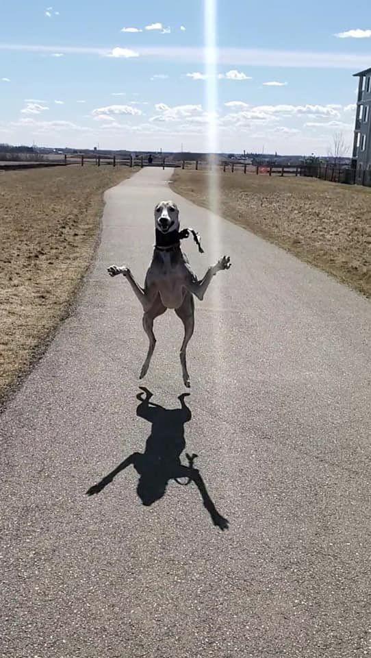 what kind of dog is this (@genius_dogs) on Twitter photo 