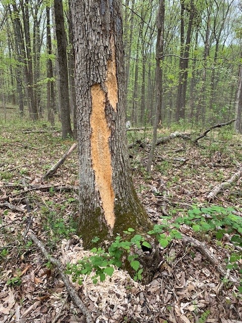 And the answer is....the pileated woodpecker!  America's largest woodpecker can do some serious damage to a tree.  Check out this link (not our video) of a pileated woodpecker destroying a tree!  buff.ly/39jQoh0