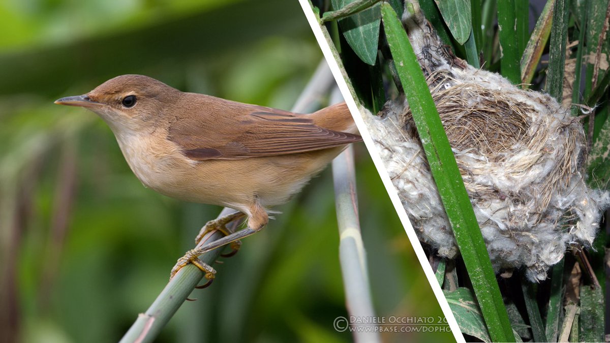 Evolution, Sociality & Behaviour group tweet media