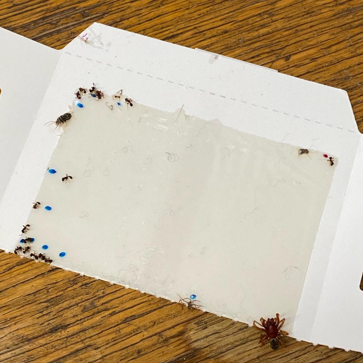 Museum Pests tweet media