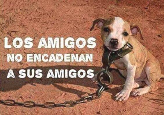 Perrosenlacalle's tweet photo. No lo hagas. No por favor. No los encadenes! https://t.co/kcM7J8NFE3