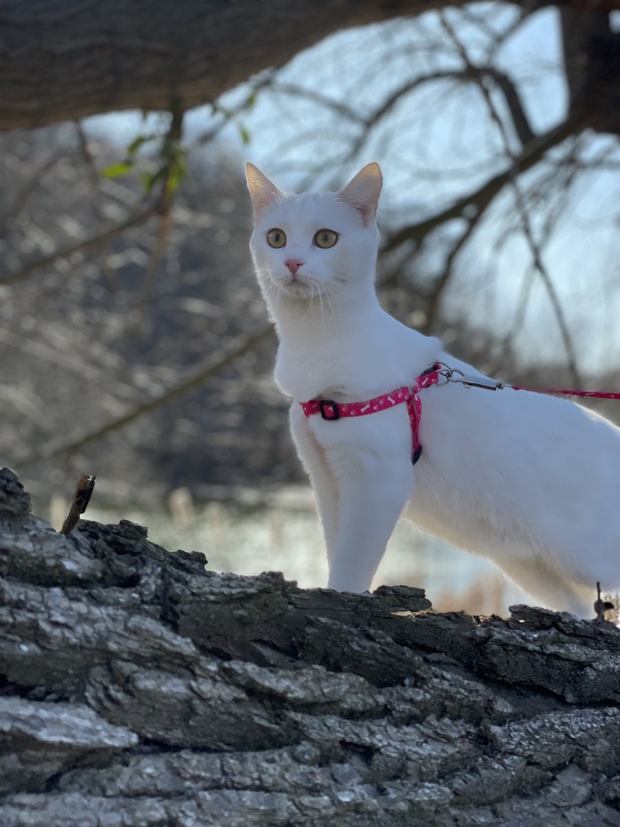 Daria Malyar tweet media