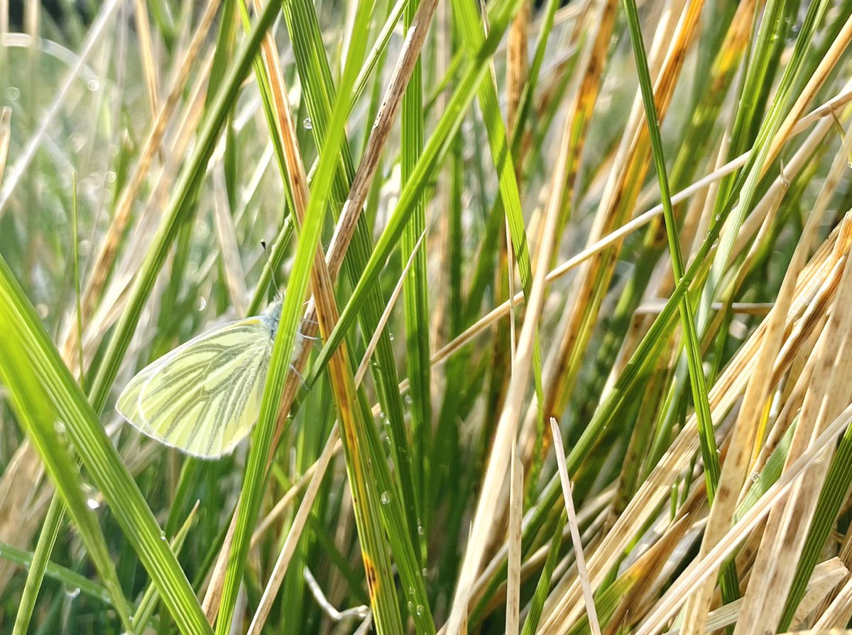 RebeccaComms's tweet photo. A green-veined white stilled between blades of beaded grass 🌦

Not a species I’ve seen for a while, but a distinctive ID all the same #Pierisnapi https://t.co/mQ0x6ZMWU3