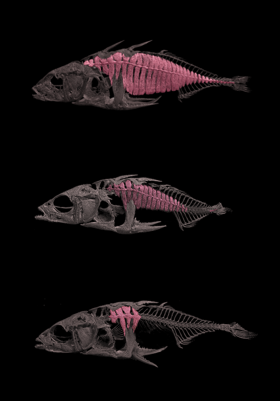 TelmaLaurentino's tweet photo. We took advantage of the natural plate polymorphism of a freshwater, stream, population of #Stickleback to disentangle further the ~50 y.o. quest for the underlying genetic basis of plating reduction. Controlling for the OG #EDA gene, we #poolSeq individuals by phenotype... https://t.co/JmI6r68f8A