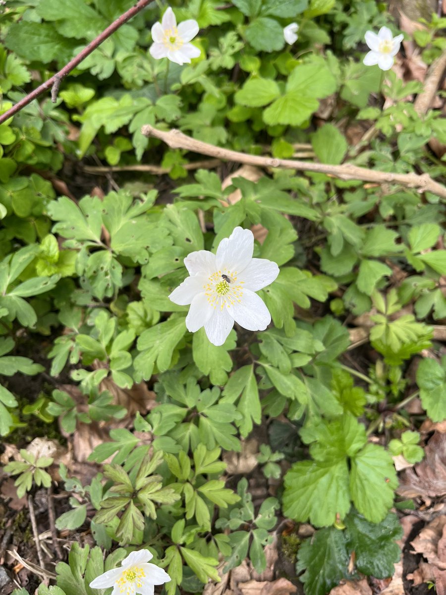 ChrissieRostron's tweet photo. What a great way to spend the afternoon - @RaincliffeWoods exploring ways to use the local environment as part of our learning programme for #FromLocalToGlobal #OutdoorLearning #OutdoorClassroom #MuseumLearning #LocalCurriculum #CulturalCapital https://t.co/ZpnMIQJB5A