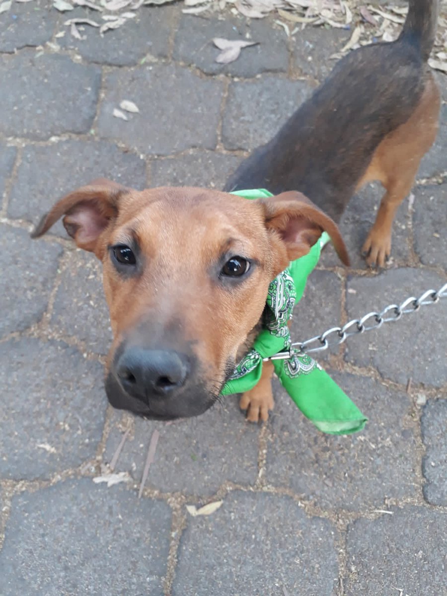 VIBRAmascotas's tweet photo. Amigos necesitamos muchísima difusión, no tenemos ninguna solicitud de adopción por ninguno de los perritos. #rt #AdoptaNoCompres #cdmx https://t.co/UNAyUgznR9