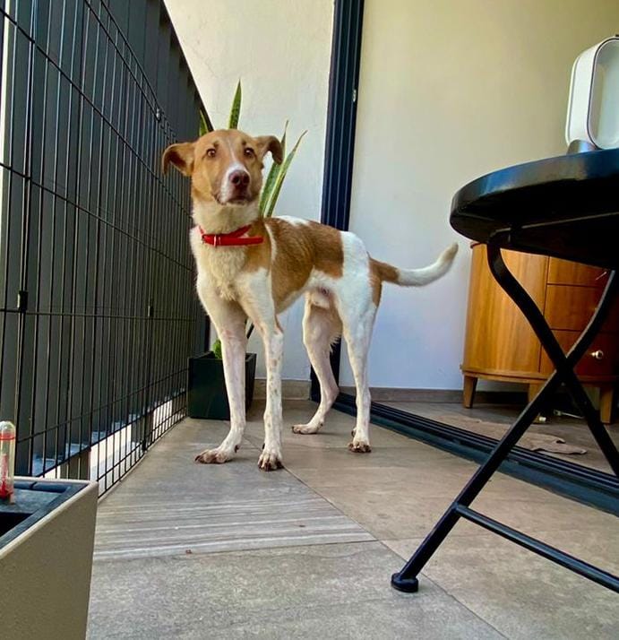 VIBRAmascotas's tweet photo. Amigos necesitamos muchísima difusión, no tenemos ninguna solicitud de adopción por ninguno de los perritos. #rt #AdoptaNoCompres #cdmx https://t.co/UNAyUgznR9