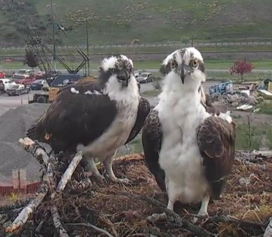4/26  Throwback Tuesday Comparison shots 
Iris and Stan on left
Iris and Louis on right
Anything look familiar? 
#BeAnIris
#HellgateOsprey