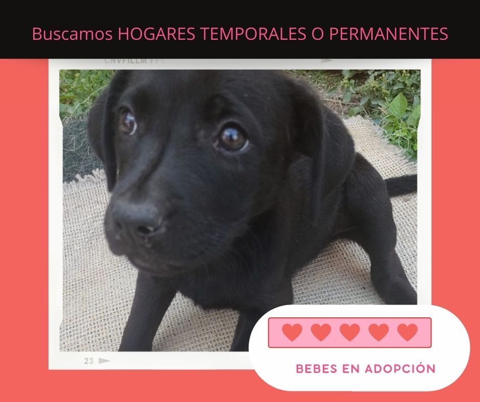VIBRAmascotas's tweet photo. Amigos necesitamos muchísima difusión, no tenemos ninguna solicitud de adopción por ninguno de los perritos. #rt #AdoptaNoCompres #cdmx https://t.co/UNAyUgznR9