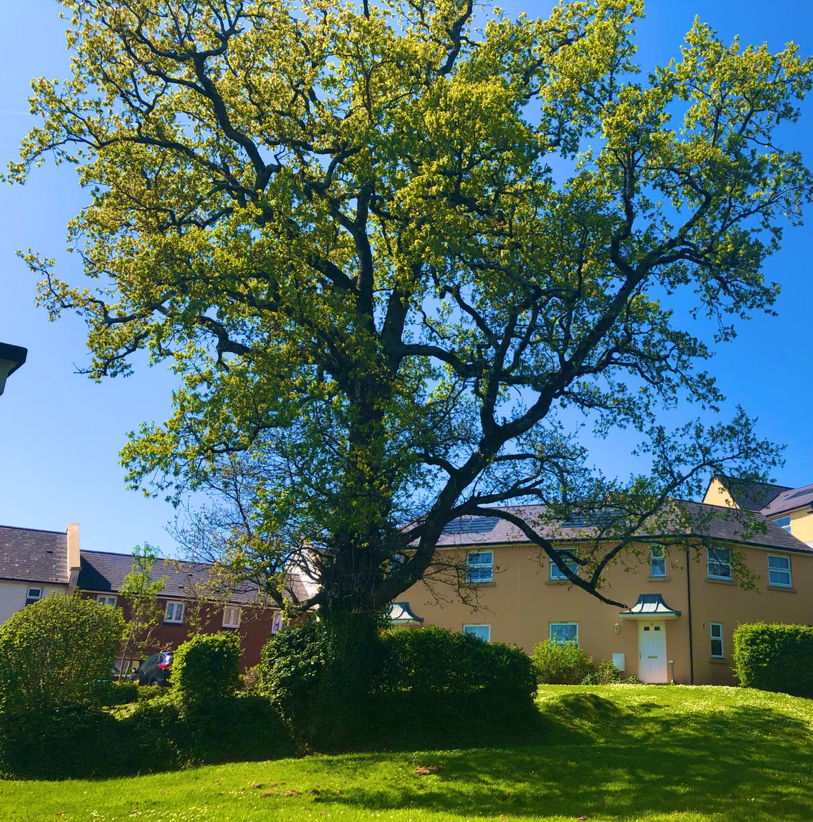 Sarah_Masters88's tweet image. Retaining existing trees are brilliant for creating unique spaces and character. As referred to in the National Design Guide; Context, Identity, Nature, Public Spaces have all been considered. Great to be out visiting sites again

#placemaking #masterplanning #nationaldesignguide