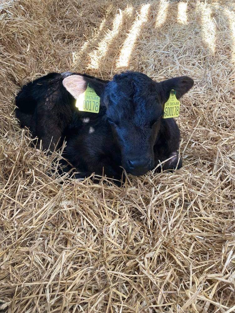FarmerJamesHT's tweet photo. Oh my, alongside the #lambs we now have this little cutey to #bottlefeed ❤️ We have May availability in #OwlBarn - come and #makememories on the farm #childrenfriendly #dogfriendly #NorthCornwall https://t.co/PVecwtUFGa https://t.co/s7XmqYUMsU
