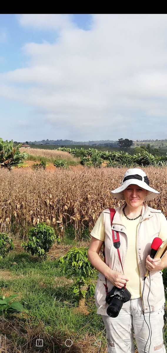 SpillingTheBean's tweet photo. BRAZIL WATCH LIVE: Back in EXACT same spot as last August in Southern Minas #coffee region of Muzambinho which was severely damaged by frost, heavy pruning made to small part of $jo farm area &amp;  MAY see production return in 3-4 years but most of this farm now grows corn instead!! https://t.co/TPhIOnIOxd