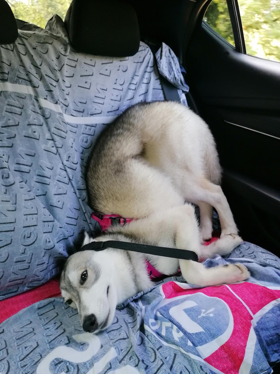 genius_dogs's tweet photo. https://t.co/f8gp1Xqhvl