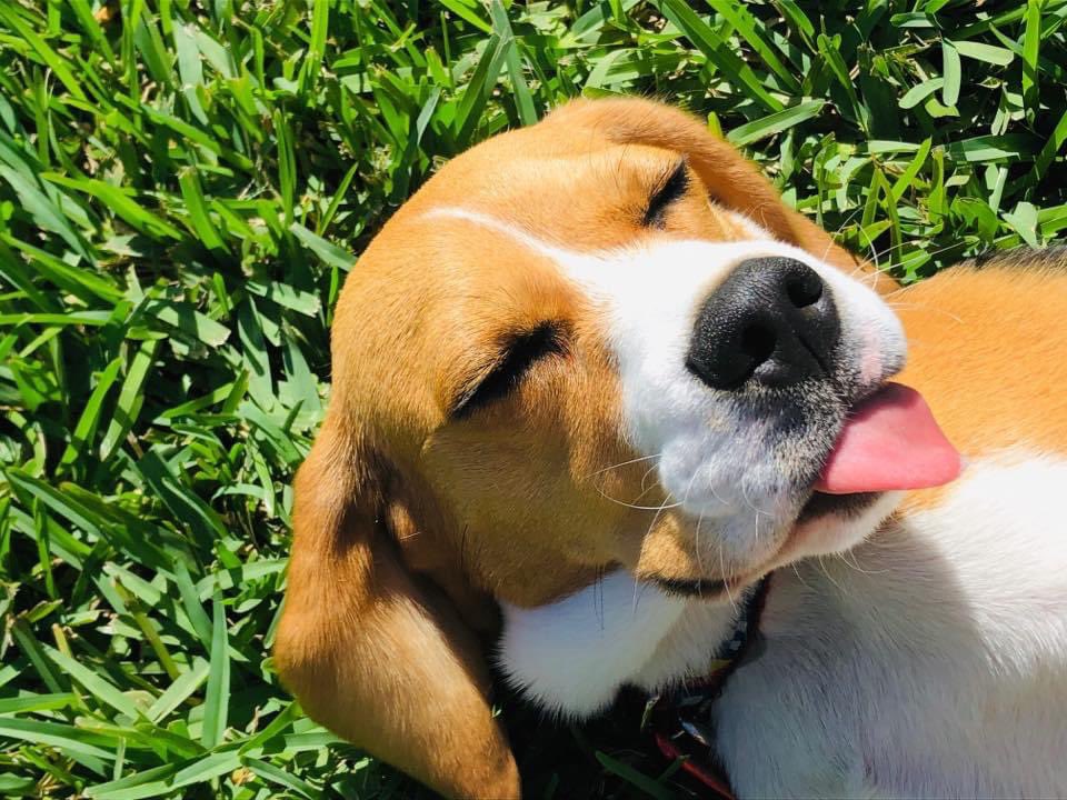 Apparently it’s #toungeouttuesday Here’s how Skipper does it! #beaglesoftwitter #DogsofTwittter