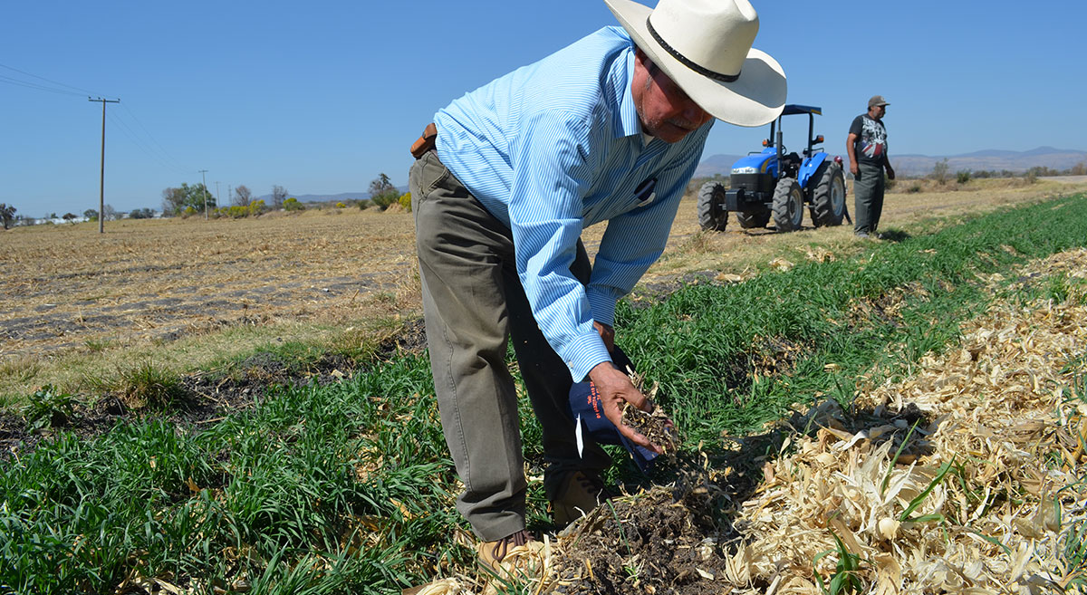 🌽 🌾  El conflicto bélico entre Rusia y Ucrania encareció los fertilizantes. A través de #MasAgroGuanajuato ofrecemos alternativas a los productores guanajuatenses para optimizar su uso ante un eventual desabasto. bit.ly/3LkbWYW
