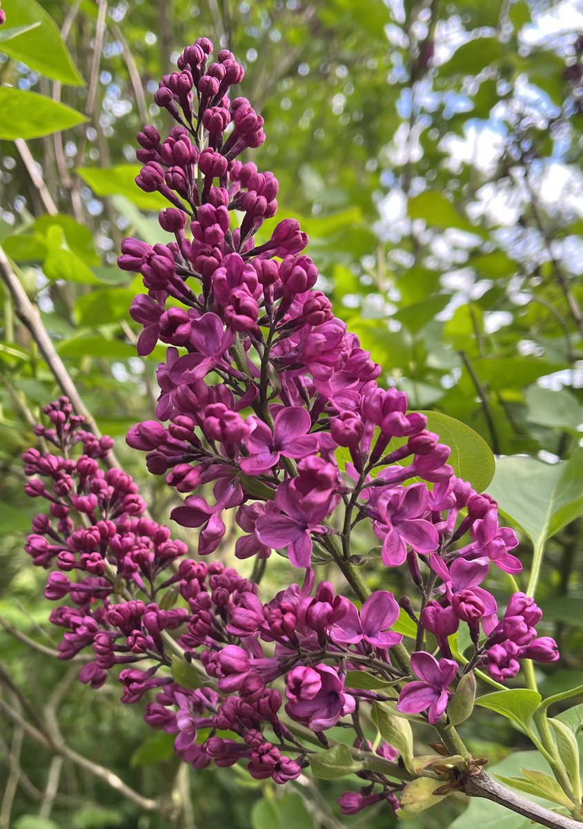 garlandflower's tweet photo. #joysofSpring The dark lilac is finally out. https://t.co/7LCzvjzzvg