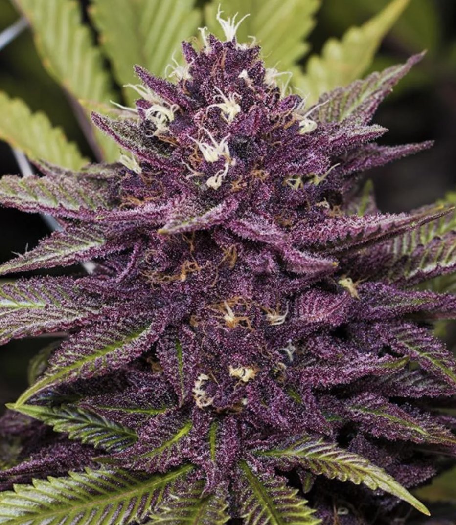 stoneybrew420's tweet photo. Purple Buds 👿  by Sirius Flower Farms 🌱 https://t.co/EmEWovLBX7