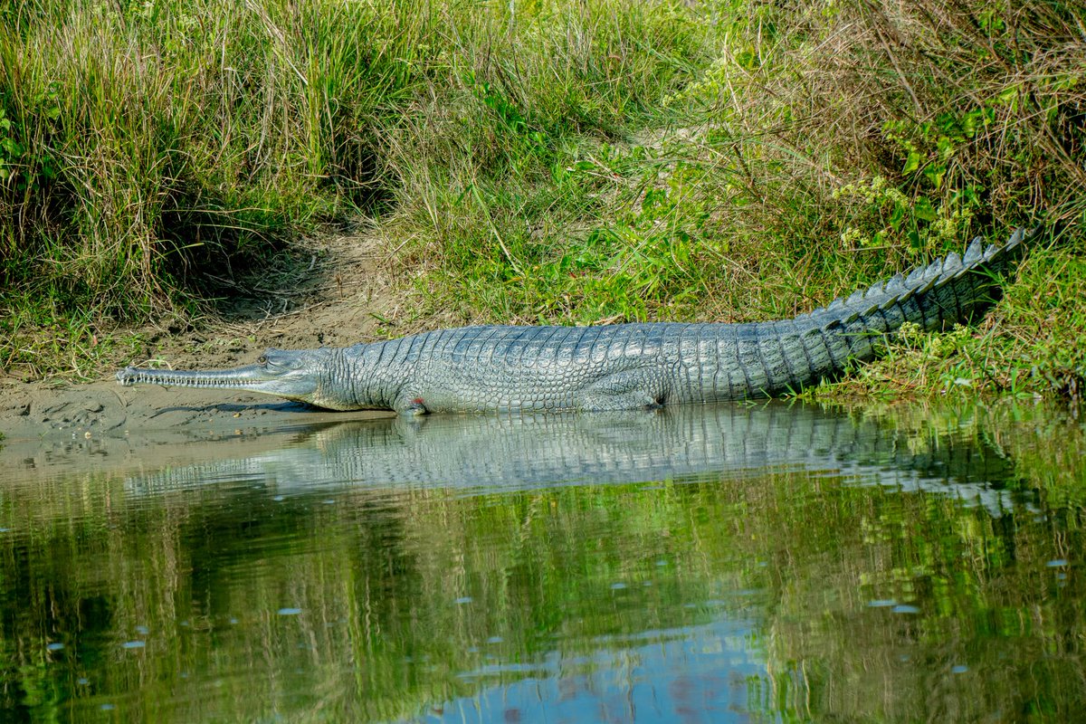 mydevbabu's tweet photo. #sauraha  #chitwannationalpark #nepal #wildlifephotography  by me https://t.co/IrDuuzaY0A